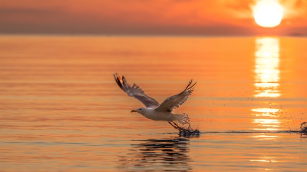 Seagull Bird Flight Wallpaper