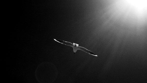 Seagull Bird Sky Bw Wallpaper