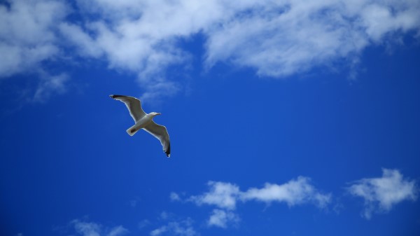 Seagull Bird Sky Wallpaper