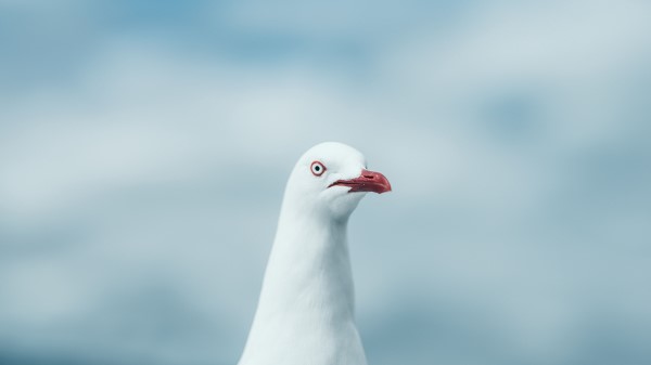 Seagull Bird White Wallpaper