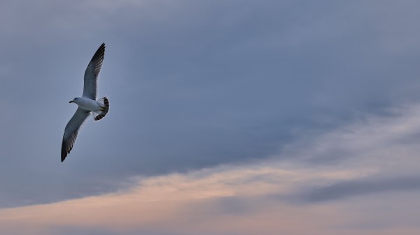 Seagull Bird Wings Wallpaper