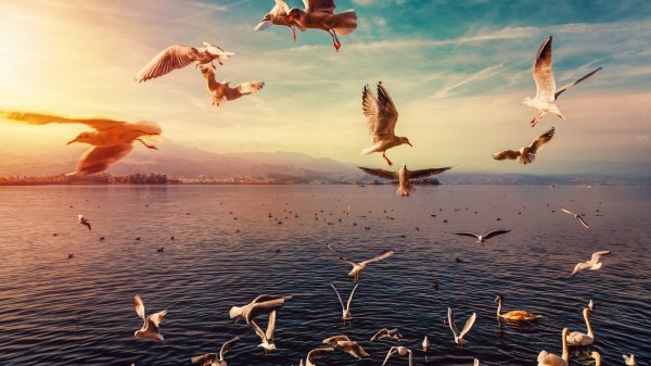 Seagulls Sunset Hd Wallpaper