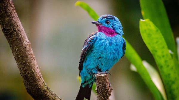 Spangled Cotinga Bird Branch Wallpaper