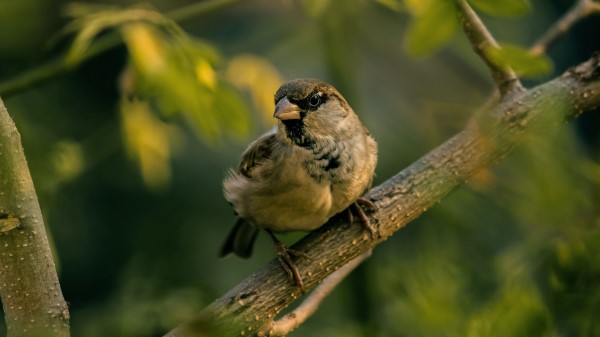 Sparrow Bird Blur Wallpaper
