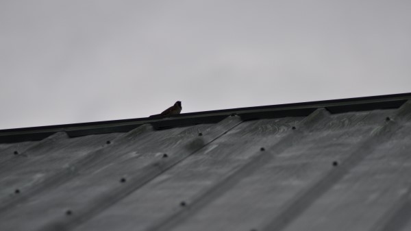 Sparrow Bird Roof Wallpaper