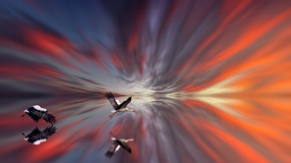 Stork Bird Flight Wallpaper