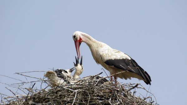 Stork Chicks Nest Food Wallpaper