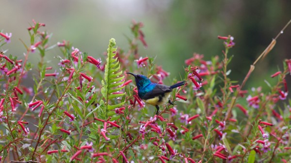 Sunbird Bird Flowers Wallpaper