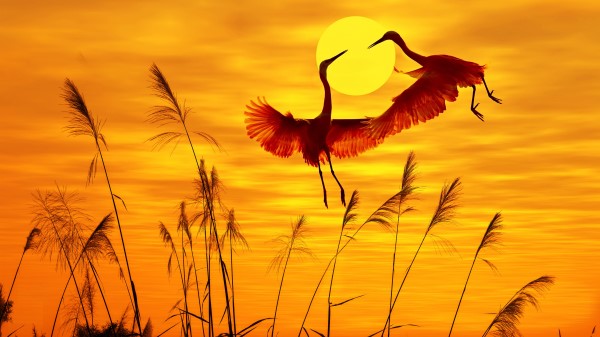 Sunset Dusk Birds Egrets Wallpaper
