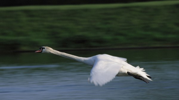 Swan Flying Wate Wallpaper