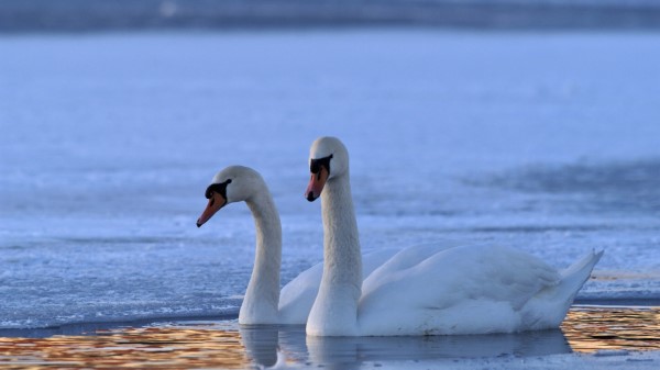 Swan Swim Winter Wallpaper