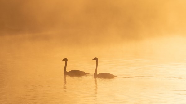 Swans Birds Silhouettes Wallpaper