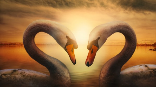 Swans Birds Symbol Of Love 5 Wallpaper
