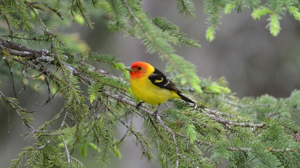 Tanager Bird Feathers Wallpaper
