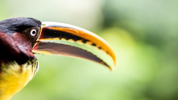 Toucan Bird Beak Image Wallpaper