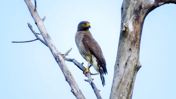 Tyvik Bird Branch Wallpaper