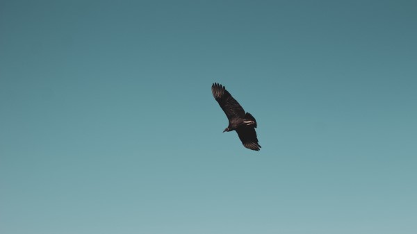 Vulture Bird Sky Wallpaper
