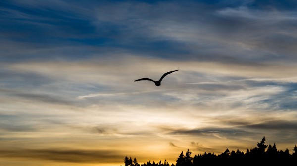 Bird Silhouette Flight wallpaper