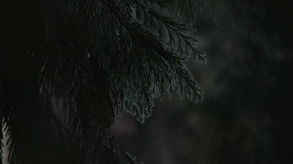 Branch Dark Needles Wallpaper