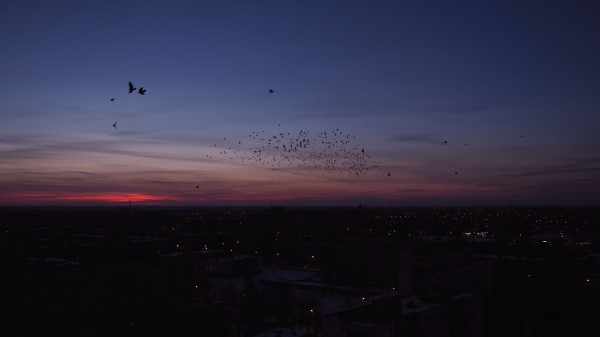 City Night Birds Flock wallpaper