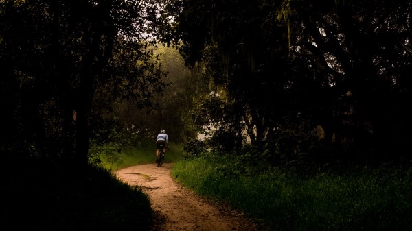 Cyclist Bike Trees wallpaper