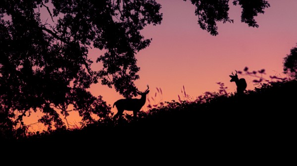 Deer Silhouette Dark Wallpaper