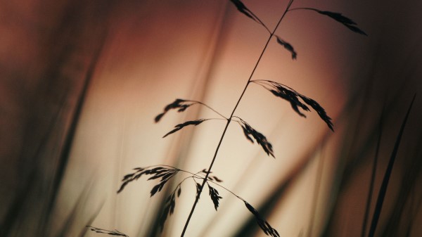 Ears Silhouette Grass Wallpaper