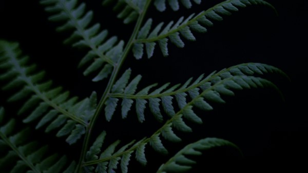 Fern Branch Plant Wallpaper