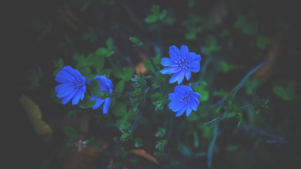 Flowers Grass Blue Wallpaper