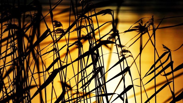 Grass Dark Sunset Wallpaper