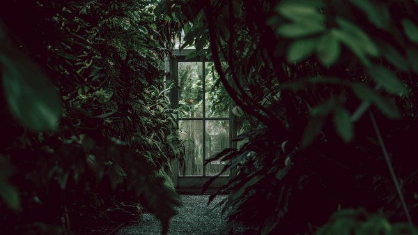 Greenhouse Door Plants Wallpaper