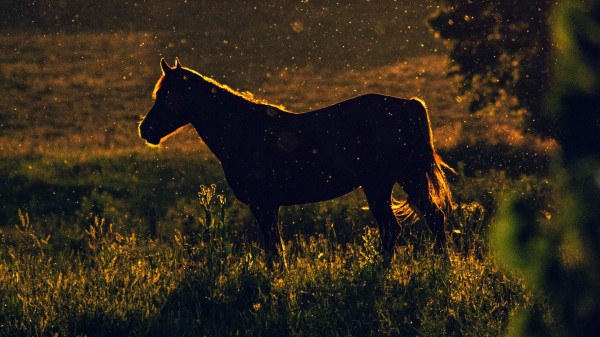 Horse Sunset Dark Wallpaper