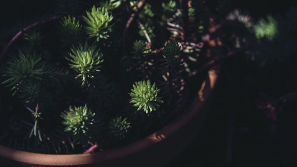 Houseplant Pot Black Wallpaper