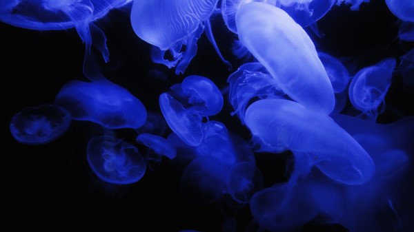 Jellyfish Blue Glow Wallpaper