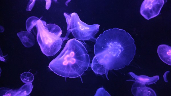 Jellyfish Glow Tentacle Wallpaper