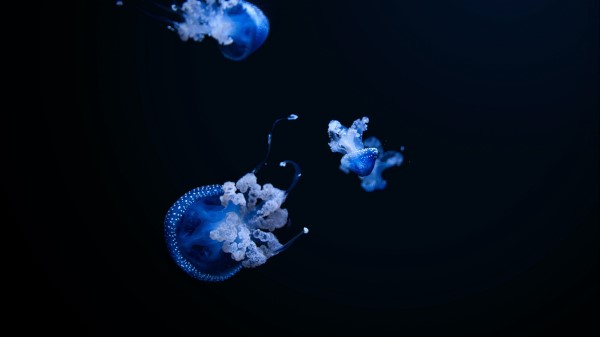 Jellyfish Tentacle Black Wallpaper