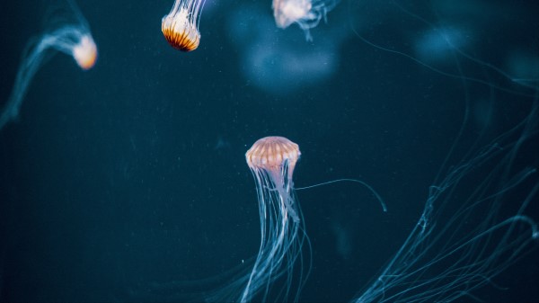 Jellyfish Tentacle Underwater World Wallpaper