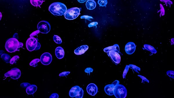 Jellyfish Water Black Wallpaper
