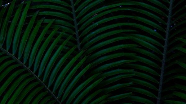 Leaf Macro Green Wallpaper