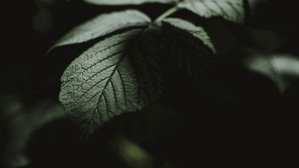 Leaf Macro Veins Wallpaper