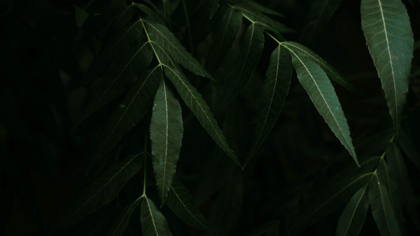 Leaves Branches Bushes Wallpaper