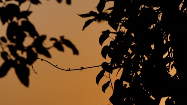 Leaves Branches Silhouette Wallpaper