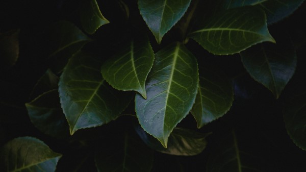 Leaves Plant Bush Wallpaper