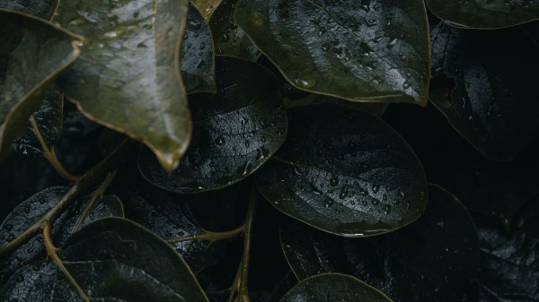 Leaves Plant Drops Wallpaper