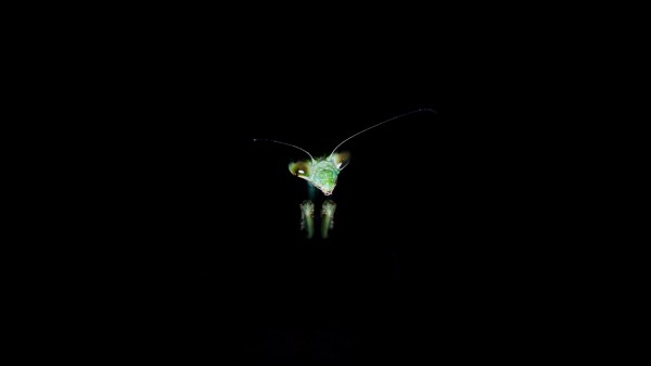 Mantis Insect Dark Background Wallpaper