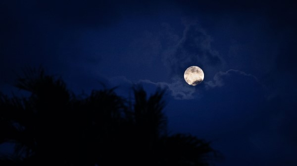 Moon Night Palm Wallpaper