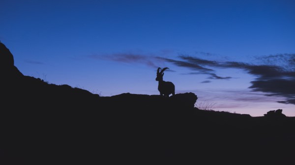 Mountain Goat Silhouette Night Wallpaper