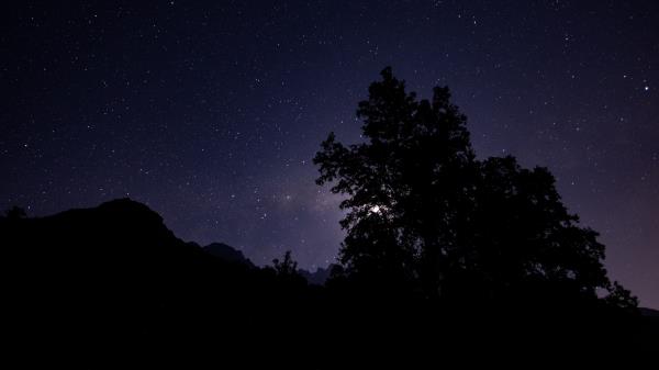 Night Starry Sky Trees Wallpaper