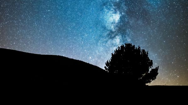 Night Tree Starry Sky Wallpaper