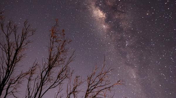 Night Trees Branches Wallpaper